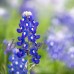 Lupine Flower Garden Seeds - Texas Blue Bonnet - 1 Lb - Perennial Flower Gardening Seeds - Bluebonnet Wildflower - Lupinus texensis   566983412
